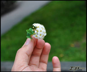 a sprinkling flower