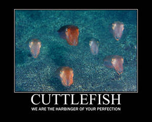 Mass Cuttlefish