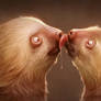Kissing sloths