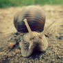 Snail