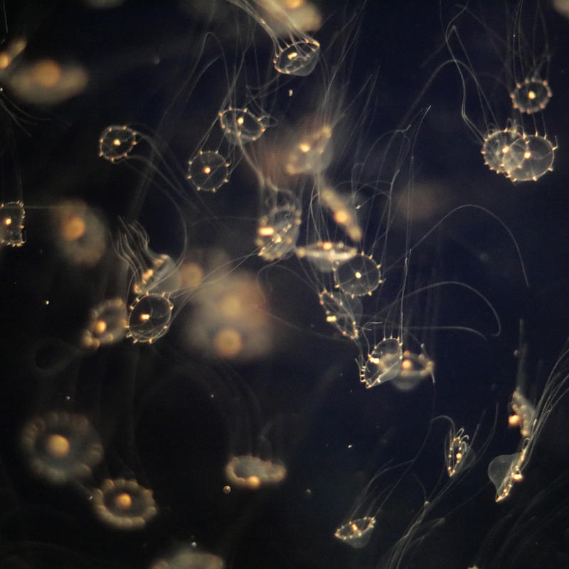 Jellyfish Galaxies