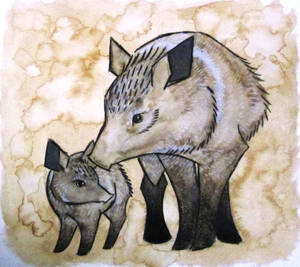 Javelinas