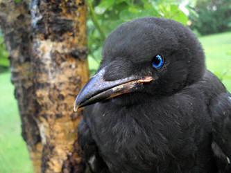 Pet Crow