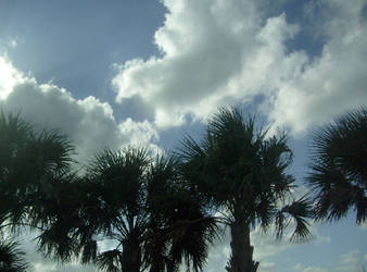 Palm Trees By The Highway