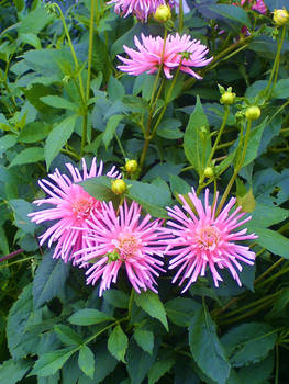 Pink Flowers