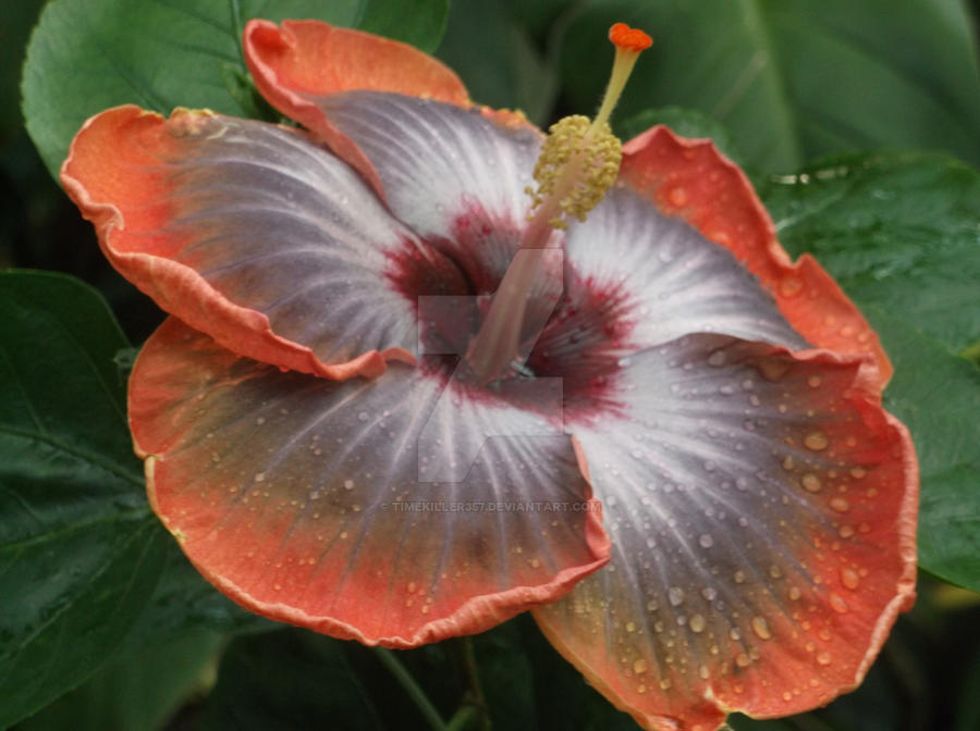 Flower by TimeKiller357 Flower by TimeKiller357