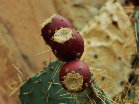 Prickly Pear