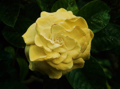 Yellow Rose