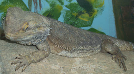 ..Bearded Dragon..