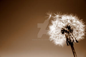 of dandelions