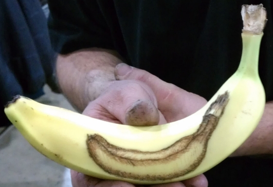 INCEPTION BANANA