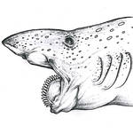 Helicoprion by Lythroversor