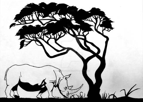 Rhino under an acacia tree