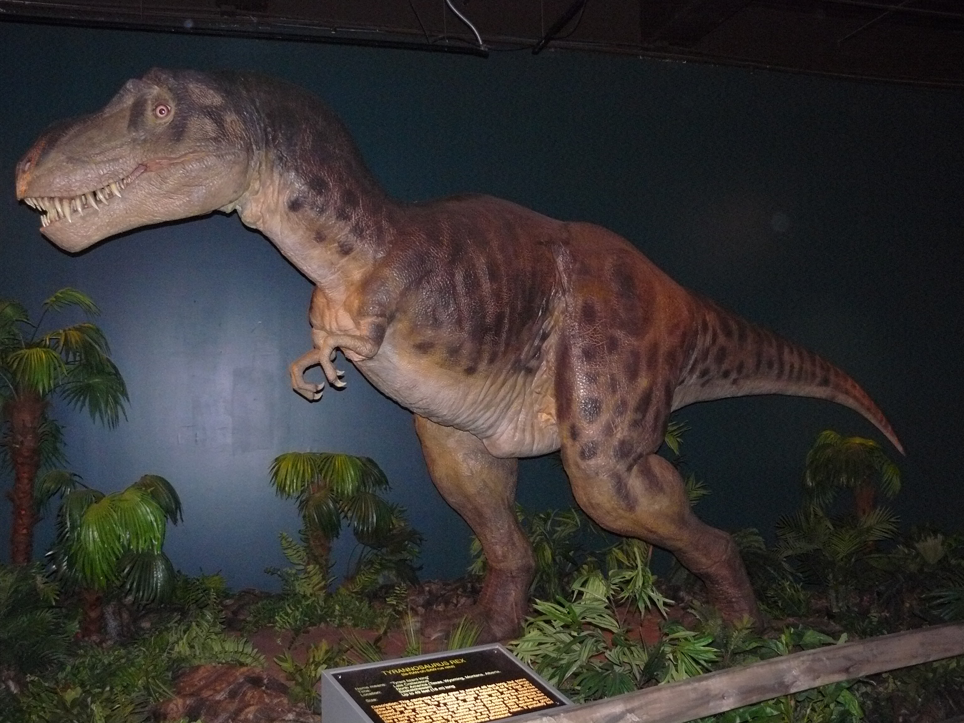 Tyrannosaurus Rex