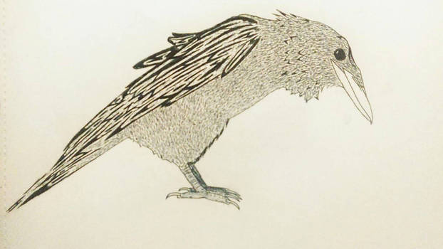 The Corvid