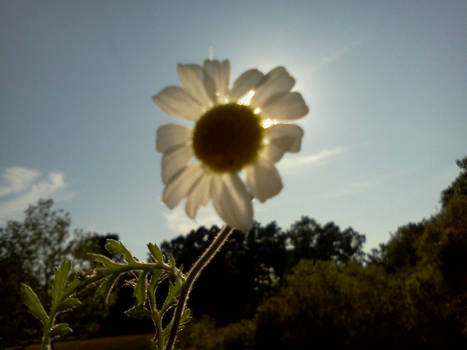 SUNflower ~by Sky