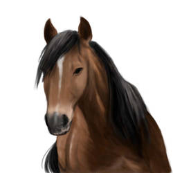 Horse Speedpaint