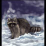 raccoon