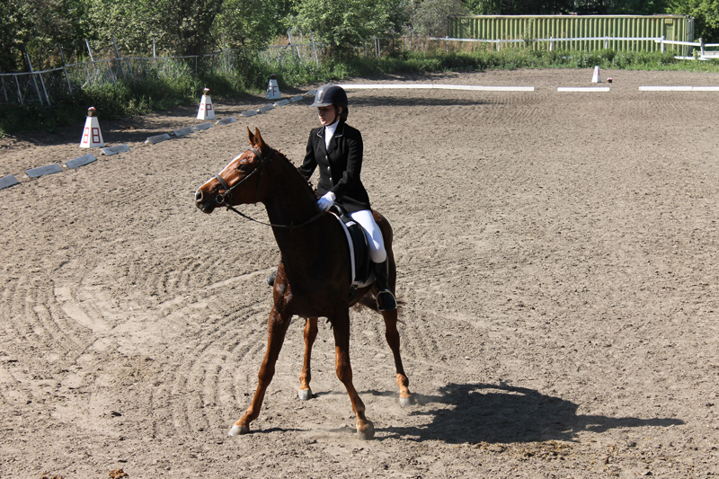 Dressage 17