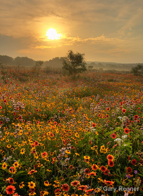 Spring Morning