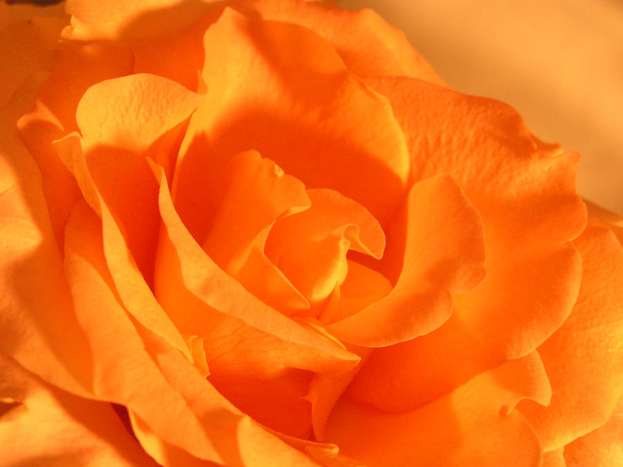 Orange Ruffle Roses More orange ruffles by Ad4e on DeviantArt