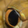 snake eye macro