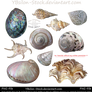 Mussels Set by YBsilon-Stock
