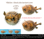 Porcupinefish by YBsilon-Stock