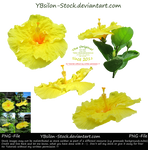 Yellow Hibiscus by YBsilon-Stock