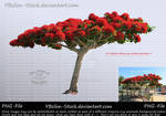 Flamboyent Tree by YBsilon-Stock by YBsilon-Stock