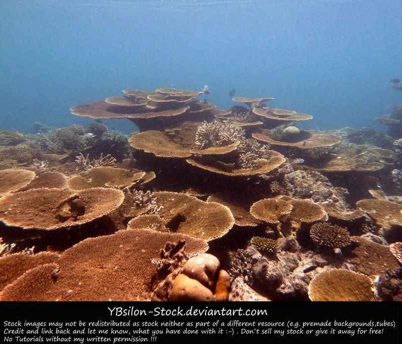Underwater XI by YBsilon-Stock