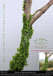 Tree with ivy by YBsilon-Stock