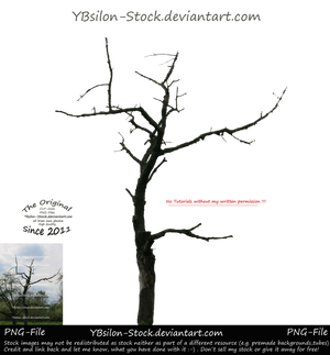 Naked tree by YBsilon-Stock by YBsilon-Stock