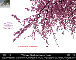 Branches with pink blossoms by YBsilon-Stock by YBsilon-Stock