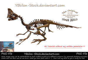 Oviraptor Skeleton by YBsilon-Stock by YBsilon-Stock