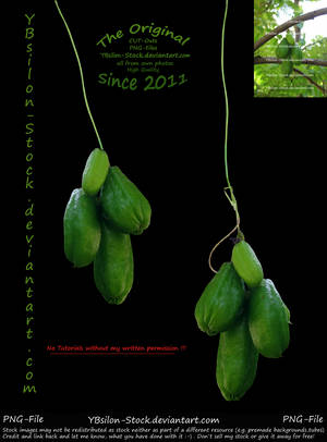 Green Treefruits by YBsilon-Stock by YBsilon-Stock