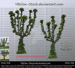 Trees by YBsilon-Stock by YBsilon-Stock