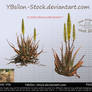 Aloe Vera With Yellow Blossoms by YBsilon-Stock