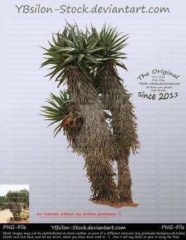 Cactus-Trees by YBsilon-Stock