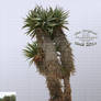 Cactus-Trees by YBsilon-Stock