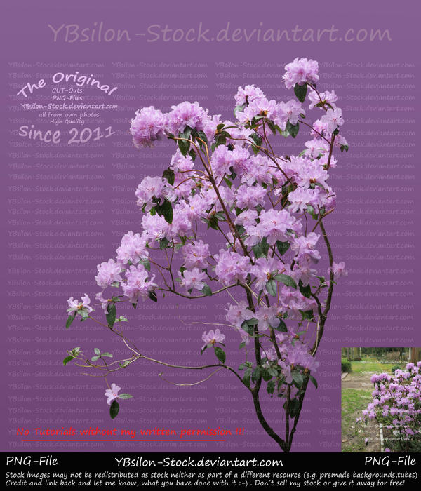 Purple Flower-Bush by YBsilon-Stock by YBsilon-Stock
