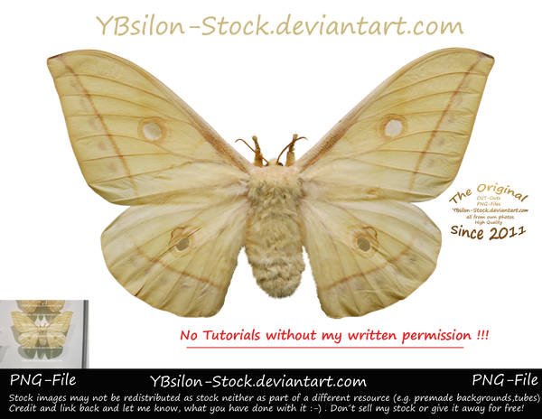White Moth II by YBsilon-Stock by YBsilon-Stock
