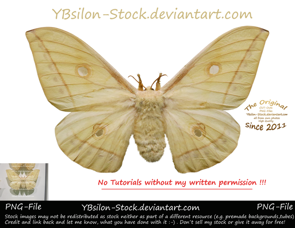 White Moth II by YBsilon-Stock by YBsilon-Stock White Moth II by YBsilon-Stock by YBsilon-Stock