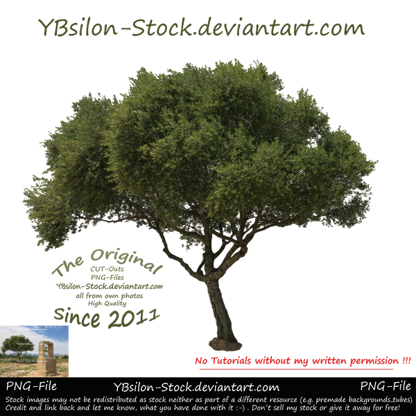 Tree for you by YBsilon-Stock by YBsilon-Stock Tree for you by YBsilon-Stock by YBsilon-Stock
