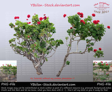 Geraniums by YBsilon-Stock