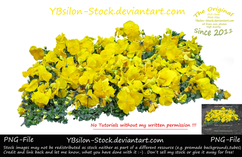 Yellow Pansy by YBsilon-Stock by YBsilon-Stock