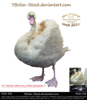 Swan by YBsilon-Stock by YBsilon-Stock Swan by YBsilon-Stock by YBsilon-Stock