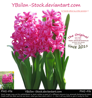 Pink Hyacinth by YBsilon-Stock by YBsilon-Stock