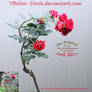 Red Roses Bush by YBsilon-Stock