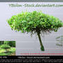 Little unusual Tree by YBsilon-Stock